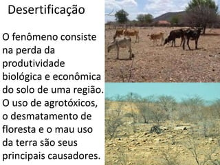 Desertificação 
O fenômeno consiste 
na perda da 
produtividade 
biológica e econômica 
do solo de uma região. 
O uso de agrotóxicos, 
o desmatamento de 
floresta e o mau uso 
da terra são seus 
principais causadores. 
 