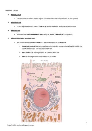 http://maldita-anatomia.blogspot.com.ar/
Polaridad Celular
• Región Apical
– Esta en contacto con la LUZ del órgano y va a determinar la funcionalidad de ese epitelio.
• Región Lateral
– Es una región especifica para la ADHESION celular mediante moléculas especializadas.
• Región Basal
– Asienta sobre la MEMBRANA BASAL y se fija al TEJIDO CONJUNTIVO subyacente.
• Región apical y sus modificaciones
– Son modificaciones ESTRUCTURALES y por ende modifican su FUNCION
• MICROVELLOSIDADES: Prolongaciones citoplasmáticas que AUMENTAN LA SUPERFICIE
TOTAL en contacto con la LUZ o SUPERFICIE
• ESTEREOCILIOS: Prolongaciones de GRAN LONGITUD
• CILIOS: Prolongaciones citoplasmáticas MOVILES
3
 