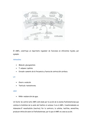 El AMPc, constituye un importante regulador de funciones en diferentes tejidos, por
ejemplo:
Adrenalina
• Músculo: glucogenolisis.
• T. adiposo: Lipólisis.
• Corazón: aumento de la frecuencia y fuerza de contracción cardiaca.
LH
• Ovario: ovulación
• Testículo: testosterona.
ADH
• Riñón: reabsorción de agua.
Un factor de control ante AMPc está dado por la acción de la enzima Fosfodiesterasa que
cataliza la hidrólisis de la unión del fosfato al carbono 3 en el AMPc, transformándolo en
Adenosina-5´-monofosfato (inactivo). Por lo contrario, la cafeína, teofilina, aminofilina,
producen inhibición sobre la Fosfodiesterasa, por lo que el AMPc no cesa su acción.
 