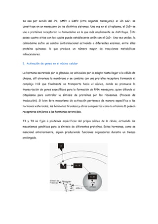Ya sea por acción del iP3, AMPc o GMPc (otro segundo mensajero), el ión Ca2+ se
constituye en un mensajero de los distintos sistemas. Una vez en el citoplasma, el Ca2+ se
une a proteínas receptoras; la Calmodulina es la que más ampliamente se distribuye. Ésta
posee cuatro sitios con los cuales puede establecerse unión con el Ca2+. Una vez unidos, la
calmodulina sufre un cambio conformacional activando a diferentes enzimas, entre ellas
proteína quinasas; lo que produce un número mayor de reacciones metabólicas
intracelulares.
2. Activación de genes en el núcleo celular
La hormona secretada por la glándula, se vehiculiza por la sangre hasta llegar a la célula de
choque, allí atraviesa la membrana y se combina con una proteína receptora formando el
complejo H-R que finalmente se transporta hacia el núcleo, donde se promueve la
transcripción de genes específicos para la formación de RNA mensajero, quien difunde al
citoplasma para controlar la síntesis de proteínas por los ribosomas. (Proceso de
traducción). Si bien éste mecanismo de activación pertenece de manera específica a las
hormonas esteroides, las hormonas tiroideas y otros compuestos como la vitamina D poseen
receptores similares a las hormonas esteroides.
T3 y T4 se fijan a proteínas específicas del propio núcleo de la célula, activando los
mecanismos genéticos para la síntesis de diferentes proteínas. Estas hormonas, como se
mencionó anteriormente, siguen produciendo funciones reguladoras durante un tiempo
prolongado.
 