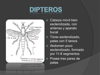  Cabeza móvil bien 
esclerotizada, con 
antenas y aparato 
bucal 
 Tórax esclerotizado, 
patas con 5 tarsos 
 Abdomen poco 
esclerotizado, formado 
por 11-8 segmentos 
 Posee tres pares de 
patas 
 