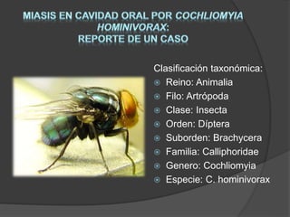 Clasificación taxonómica: 
 Reino: Animalia 
 Filo: Artrópoda 
 Clase: Insecta 
 Orden: Díptera 
 Suborden: Brachycera 
 Familia: Calliphoridae 
 Genero: Cochliomyia 
 Especie: C. hominivorax 
 