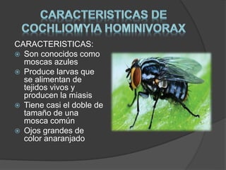 CARACTERISTICAS: 
 Son conocidos como 
moscas azules 
 Produce larvas que 
se alimentan de 
tejidos vivos y 
producen la miasis 
 Tiene casi el doble de 
tamaño de una 
mosca común 
 Ojos grandes de 
color anaranjado 
 