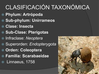 CLASIFICACIÓN TAXONÓMICA 
 Phylum: Artrópoda 
 Sub-phylum: Unirrameos 
 Clase: Insecta 
 Sub-Clase: Pterigotas 
 Infraclase: Neoptera 
 Superorden: Endopterygota 
 Orden: Coleoptera 
 Familia: Scarabaeidae 
 Linnaeus, 1758 
 