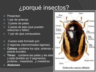 ¿porqué insectos? 
 Presentan: 
 1 par de antenas 
 3 pares de patas 
 2 pares de alas (que pueden 
reducirse o faltar). 
 1 par de ojos compuestos. 
 Cuerpo está formado por: 
 3 regiones (denominadas tagmas): 
 Cabeza: contiene los ojos, antenas y 
piezas bucales. 
 Tórax: contiene las patas y las alas 
y está dividido en 3 segmentos, 
protórax , mesotórax , y metatórax . 
 Abdomen 
 