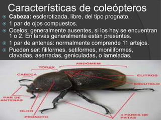 Características de coleópteros 
 Cabeza: esclerotizada, libre, del tipo prognato. 
 1 par de ojos compuestos. 
 Ocelos: generalmente ausentes, si los hay se encuentran 
1 o 2. En larvas generalmente están presentes. 
 1 par de antenas: normalmente comprende 11 artejos. 
 Pueden ser: filiformes, setiformes, moniliformes, 
clavadas, aserradas, geniculadas, o lameladas. 
 
