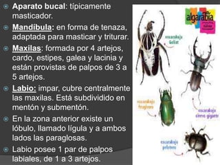  Aparato bucal: típicamente 
masticador. 
 Mandíbula: en forma de tenaza, 
adaptada para masticar y triturar. 
 Maxilas: formada por 4 artejos, 
cardo, estipes, galea y lacinia y 
están provistas de palpos de 3 a 
5 artejos. 
 Labio: impar, cubre centralmente 
las maxilas. Está subdividido en 
mentón y submentón. 
 En la zona anterior existe un 
lóbulo, llamado lígula y a ambos 
lados las paraglosas. 
 Labio posee 1 par de palpos 
labiales, de 1 a 3 artejos. 
 