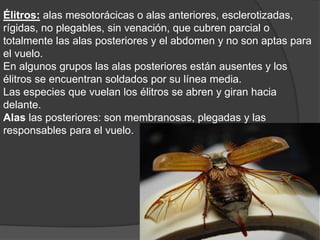 Élitros: alas mesotorácicas o alas anteriores, esclerotizadas, 
rígidas, no plegables, sin venación, que cubren parcial o 
totalmente las alas posteriores y el abdomen y no son aptas para 
el vuelo. 
En algunos grupos las alas posteriores están ausentes y los 
élitros se encuentran soldados por su línea media. 
Las especies que vuelan los élitros se abren y giran hacia 
delante. 
Alas las posteriores: son membranosas, plegadas y las 
responsables para el vuelo. 
 