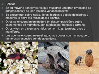  Hábitat 
 En su mayoría son terrestres que muestran una gran diversidad de 
adaptaciones y ocupan los más variados hábitats. 
 Se encuentran sobre hojas, flores, hierbas o debajo de piedras y 
maderas, o entre las raíces de las plantas. 
 Otros se encuentran en madera en descomposición o sobre 
excrementos de mamífero, son atraídos por hongos o carroña. 
 Otros viven en cavernas o nidos de hormigas, termitas, aves y 
mamíferos. 
 Los que se encuentran en el agua, muy pocos son marinos, pero 
numerosas especies son de agua dulce. 
 