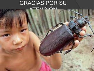 GRACIAS POR SU 
ATENCIÓN 
 