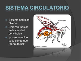  Sistema nervioso 
abierto 
 Corazón tubular 
en la cavidad 
pericárdica 
 posee un único 
vaso sanguíneo 
“aorta dorsal” 
 