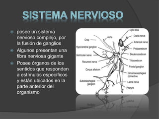  posee un sistema 
nervioso complejo, por 
la fusión de ganglios 
 Algunos presentan una 
fibra nerviosa gigante 
 Posee órganos de los 
sentidos que responden 
a estímulos específicos 
y están ubicados en la 
parte anterior del 
organismo 
 