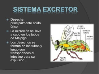  Desecha 
principalmente acido 
úrico 
 La excreción se lleva 
a cabo en los tubos 
de Malpighi 
 Los desechos se 
forman en los tubos y 
luego son 
transportados al 
intestino para su 
expulsión. 
 