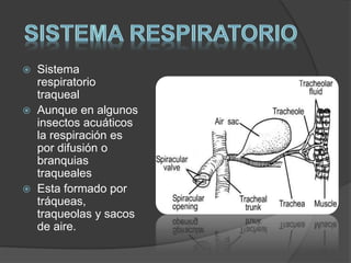  Sistema 
respiratorio 
traqueal 
 Aunque en algunos 
insectos acuáticos 
la respiración es 
por difusión o 
branquias 
traqueales 
 Esta formado por 
tráqueas, 
traqueolas y sacos 
de aire. 
 