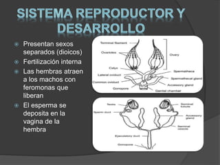  Presentan sexos 
separados (dioicos) 
 Fertilización interna 
 Las hembras atraen 
a los machos con 
feromonas que 
liberan 
 El esperma se 
deposita en la 
vagina de la 
hembra 
 