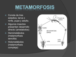  Consta de tres 
estadios, larva o 
ninfa, pupa y adulto. 
 Algunos insectos 
presentan desarrollo 
directo (ametabolos) 
 Hemimetábolos 
(metamorfosis 
sencilla) 
 Holometábolos 
(metamorfosis 
compleja) 
 