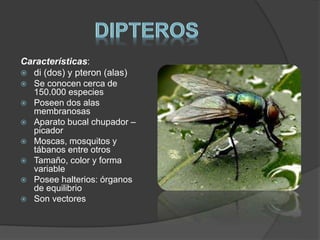 Características: 
 di (dos) y pteron (alas) 
 Se conocen cerca de 
150.000 especies 
 Poseen dos alas 
membranosas 
 Aparato bucal chupador – 
picador 
 Moscas, mosquitos y 
tábanos entre otros 
 Tamaño, color y forma 
variable 
 Posee halterios: órganos 
de equilibrio 
 Son vectores 
 