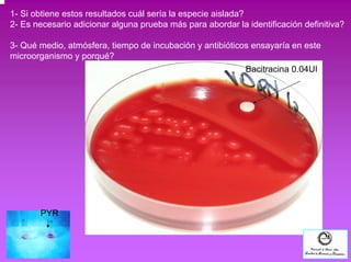 1- Si obtiene estos resultados cuál sería la especie aislada? 
2- Es necesario adicionar alguna prueba más para abordar la identificación definitiva? 
3- Qué medio, atmósfera, tiempo de incubación y antibióticos ensayaría en este 
microorganismo y porqué? 
PYR 
Bacitracina 0.04UI 
 