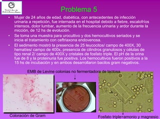 Problema 5 
• Mujer de 24 años de edad, diabética, con antecedentes de infección 
urinaria a repetición, fue internada en el hospital debido a fiebre, escalofríos 
intensos, dolor lumbar, aumento de la frecuencia urinaria y ardor durante la 
micción, de 12 hs de evolución. 
• Se toma una muestra para urocultivo y dos hemocultivos seriados y se 
inicia el tratamiento con ceftriaxona endovenosa. 
• El sedimento mostró la presencia de 25 leucocitos/ campo de 400X, 30 
hematíes/ campo de 400x, presencia de cilindros granulosos y células de 
tipo renal 2/ campo de 400X y cristales de fosfato triple. El pH de la orina 
fue de 8 y la proteinuria fue positiva. Los hemocultivos fueron positivos a la 
15 hs de incubación y en ambos desarrollaron bacilos gram negativos. 
• 
EMB de Levine colonias no fermentadora de lactosa 
Coloración de Gram Fosfato triple=amonio y magnesio 
 
