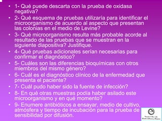 • 1- Qué puede descarta con la prueba de oxidasa 
negativa? 
• 2- Qué esquema de pruebas utilizaría para identificar el 
microorganismo de acuerdo al aspecto que presentan 
las colonias en el medio de Levine? 
• 3- Qué microorganismo resulta más probable acorde al 
resultado de las pruebas que se muestran en la 
siguiente diapositiva? Justifique. 
• 4- Qué pruebas adicionales serían necesarias para 
confirmar el diagnóstico? 
• 5- Cuáles son las diferencias bioquímicas con otros 
miembros del mismo género? 
• 6- Cuál es el diagnóstico clínico de la enfermedad que 
presenta el paciente? 
• 7- Cuál pudo haber sido la fuente de infección? 
• 8- En qué otras muestras podía haber asilado este 
microorganismo y en qué momento? 
• 9- Enumere antibióticos a ensayar, medio de cultivo, 
atmósfera y tiempo de incubación para la prueba de 
sensibilidad por difusión. 
 