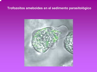 Trofozoitos ameboides en el sedimento parasitológico 
 
