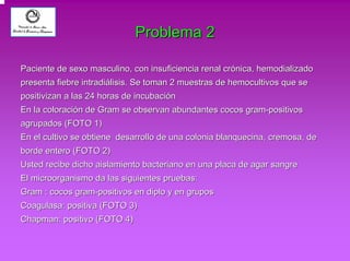 Problema 2 
Paciente de sexo masculino, con insuficiencia renal crónica, hemodializado 
presenta fiebre intradiálisis. Se toman 2 muestras de hemocultivos que se 
positivizan a las 24 horas de incubación 
En la coloración de Gram se observan abundantes cocos gram-positivos 
agrupados (FOTO 1) 
En el cultivo se obtiene desarrollo de una colonia blanquecina, cremosa, de 
borde entero (FOTO 2) 
Usted recibe dicho aislamiento bacteriano en una placa de agar sangre 
El microorganismo da las siguientes pruebas: 
Gram : cocos gram-positivos en diplo y en grupos 
Coagulasa: positiva (FOTO 3) 
Chapman: positivo (FOTO 4) 
 
