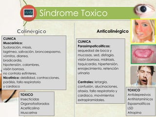 Síndrome Toxico
CLINICA
Muscarínico:
Sudoración, miosis,
lagrimeo, salivación, broncoespasmo,
vómitos, diarrea,
bradicardia,
hipotensión, calambres,
visión borrosa,
no controla esfínteres.
Nicotínico: debilidad, contracciones,
parálisis, fallo respiratorio
y cardiaco
TOXICO
Insecticidas
Organofosforados
Acetilcolina
Muscarina
Anticolinérgico
CLINICA
Parasimpaticoliticas:
sequedad de boca y
mucosas, sed, disfagia,
visión borrosa, midriasis,
taquicardia, hipertensión,
enrojecimiento, retención
urinaria
Centrales: letargia,
confusión, alucinaciones,
ataxia, fallo respiratorio y
cardiaco, movimientos
extrapiramidales.
TOXICO
Antidepresivos
Antihistamínicos
Espasmolíticos
LSD
Atropina
 