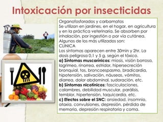 Intoxicación por insecticidas
Organofosforados y carbamatos
Se utilizan en jardines, en el hogar, en agricultura
y en la práctica veterinaria. Se absorben por
inhalación, por ingestión o por vía cutánea.
Algunos de los más utilizados son:
CLINICA
Los síntomas aparecen entre 30min y 2hr. La
dosis peligrosa 0,1 y 5 g, según el tóxico.
a) Síntomas muscarínicos: miosis, visión borrosa,
lagrimeo, rinorrea, estridor, hipersecreción
bronquial, tos, broncoespasmo, bradicardia,
hipotensión, salivación, náuseas, vómitos,
diarrea, dolor abdominal, sudoración, etc.
b) Síntomas nicotínicos: fasciculaciones,
calambres, debilidad muscular, parálisis,
temblor, hipertensión, taquicardia, etc.
c) Efectos sobre el SNC: ansiedad, insomnio,
ataxia, convulsiones, depresión, pérdida de
memoria, depresión respiratoria y coma.
 