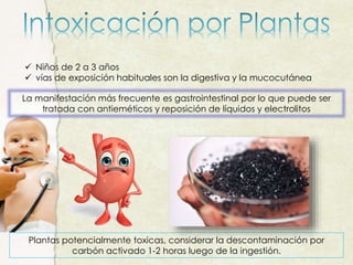  Niños de 2 a 3 años
 vías de exposición habituales son la digestiva y la mucocutánea
La manifestación más frecuente es gastrointestinal por lo que puede ser
tratada con antieméticos y reposición de líquidos y electrolitos
Plantas potencialmente toxicas, considerar la descontaminación por
carbón activado 1-2 horas luego de la ingestión.
 