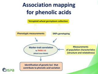SNPs genotyping
Marker-trait correlation
by TASSEL 3.0
(Mixed Linear Model)
Identification of genetic loci that
contribute to phenolic acid variation
Phenotypic measurements
Tetraploid wheat germplasm collection
Association mapping
for phenolic acids
Measurements
of population characteristics
(structure and relatedness)
 
