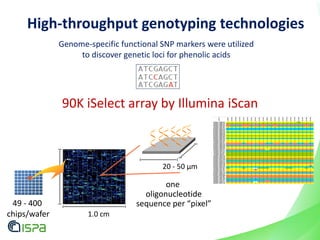 Genome-specific functional SNP markers were utilized
to discover genetic loci for phenolic acids
90K iSelect array by Illumina iScan
1.0 cm
20 - 50 µm
one
oligonucleotide
sequence per “pixel”49 - 400
chips/wafer
High-throughput genotyping technologies
 