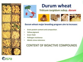 Durum wheat
Durum wheat major breeding program aim to increase:
• Grain protein content and composition
• Yellow pigment
• Grain Yield
• Pathogen resistance
• Abiotic stress tolerance
CONTENT OF BIOACTIVE COMPOUNDS
Triticum turgidum subsp. durum
 