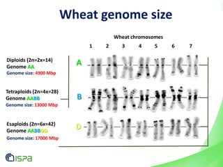 Wheat genome size
1 532 4 6 7
A
Genome size: 4900 Mbp
Diploids (2n=2x=14)
Genome AA
Genome size: 13000 Mbp
Tetraploids (2n=4x=28)
Genome AABB B
Genome size: 17000 Mbp
Esaploids (2n=6x=42)
Genome AABBDD
D
Wheat chromosomes
 