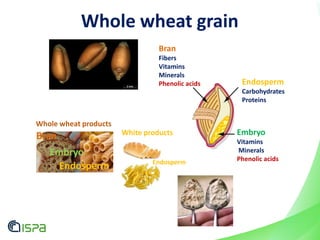 Whole wheat grain
Bran
Embryo
Endosperm
Whole wheat products
White products
Endosperm
Endosperm
Carbohydrates
Proteins
Embryo
Vitamins
Minerals
Phenolic acids
Bran
Fibers
Vitamins
Minerals
Phenolic acids
 