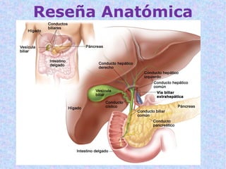 Reseña Anatómica
 