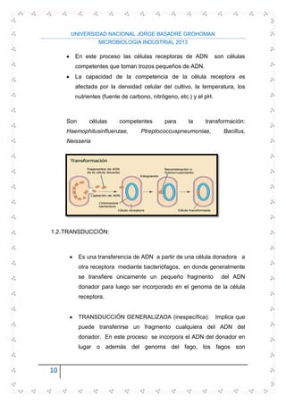 UNIVERSIDAD NACIONAL JORGE BASADRE GROHOMAN
MICROBIOLOGIA INDUSTRIAL 2013
10
En este proceso las células receptoras de ADN son células
competentes que toman trozos pequeños de ADN.
La capacidad de la competencia de la célula receptora es
afectada por la densidad celular del cultivo, la temperatura, los
nutrientes (fuente de carbono, nitrógeno, etc.) y el pH.
Son células competentes para la transformación:
Haemophilusinfluenzae, Ptreptococcuspneumoniae, Bacillus,
Neisseria
1.2.TRANSDUCCIÓN:
Es una transferencia de ADN a partir de una célula donadora a
otra receptora mediante bacteriófagos, en donde generalmente
se transfiere únicamente un pequeño fragmento del ADN
donador para luego ser incorporado en el genoma de la célula
receptora.
TRANSDUCCIÓN GENERALIZADA (inespecífica): Implica que
puede transferirse un fragmento cualquiera del ADN del
donador. En este proceso se incorpora el ADN del donador en
lugar o además del genoma del fago, los fagos son
 
