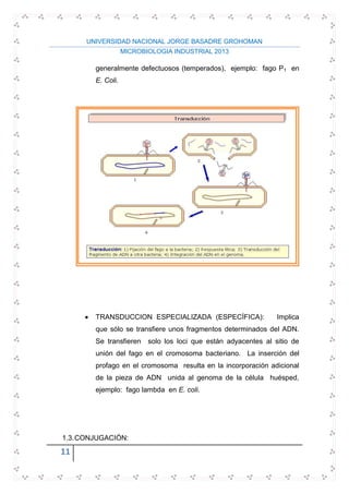 UNIVERSIDAD NACIONAL JORGE BASADRE GROHOMAN
MICROBIOLOGIA INDUSTRIAL 2013
11
generalmente defectuosos (temperados), ejemplo: fago P1 en
E. Coli.
TRANSDUCCION ESPECIALIZADA (ESPECÍFICA): Implica
que sólo se transfiere unos fragmentos determinados del ADN.
Se transfieren solo los loci que están adyacentes al sitio de
unión del fago en el cromosoma bacteriano. La inserción del
profago en el cromosoma resulta en la incorporación adicional
de la pieza de ADN unida al genoma de la célula huésped,
ejemplo: fago lambda en E. coli.
1.3.CONJUGACIÓN:
 