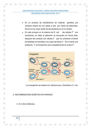 UNIVERSIDAD NACIONAL JORGE BASADRE GROHOMAN
MICROBIOLOGIA INDUSTRIAL 2013
12
Es un proceso de transferencia de material genético por
contacto directo de una célula a otra por medio de plásmidos.
Ocurre en la mayor parte de las bacterias (si no en todas).
En este proceso en el sistema de E. coli las células F+
son
donadoras, en ellas el plásmido se encuentra en forma libre;
después del contacto con células F-
que no contienen el factor
de fertilidad se transfiere una copia del factor F. Por lo tanto una
población F-
se transforma casi completamente en el tipo F+
.
La conjugación se observa en Strptococcus, Clostridium, E. coli.
2. RECOMBINACIÓN GENÉTICA EN HONGOS:
1.1.R. CICLO SEXUAL:
 