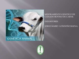 MEJORAMIENTO GENETICO DE
GANADO BOVINO DE CARNE.
EXPOSITORES
JORGE MARIO LONDOÑO BAENA.
 