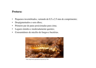 Protura:
• Pequenos invertebrados, variando de 0.5 a 2.5 mm de comprimento;
• Despigmentados e sem olhos;
• Primeiro par de patas posicionadas para cima;
• Lugares úmidos e moderadamente quentes;
• Consumidores de micélio de fungos e bactérias.
Fonte: http://www.aprenda.bio.br/portal/?p=7290
 