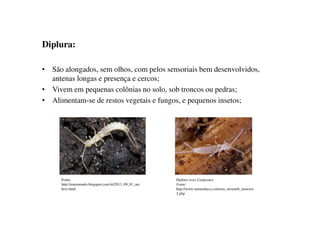 Diplura:
• São alongados, sem olhos, com pelos sensoriais bem desenvolvidos,
antenas longas e presença e cercos;
• Vivem em pequenas colônias no solo, sob troncos ou pedras;
• Alimentam-se de restos vegetais e fungos, e pequenos insetos;
Dipluro sexo Campodea
Fonte:
http://www.natureduca.com/zoo_inverteb_insectos
2.php
Fonte:
http://entomondo.blogspot.com.br/2013_09_01_arc
hive.html
 