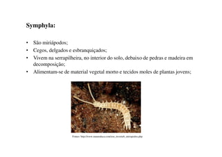 Symphyla:
• São miriápodos;
• Cegos, delgados e esbranquiçados;
• Vivem na serrapilheira, no interior do solo, debaixo de pedras e madeira em
decomposição;
• Alimentam-se de material vegetal morto e tecidos moles de plantas jovens;
Fontes: http://www.natureduca.com/zoo_inverteb_miriapodos.php
 