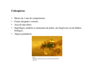 Coleoptera:
• Menos de 1 mm de comprimento;
• Corpo alongado e estreito;
• Asas do tipo élitro;
• Saprófagos, também se alimentam de pólen, são fungívoros ou de hábitos
fitófagos;
• Alguns predadores.• Alguns predadores.
Fonte:
http://www.amberabg.com/b_systematyka/scydmaenidae_
zd1.html
 
