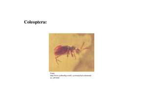 Coleoptera:
Fonte:
http://www.amberabg.com/b_systematyka/scydmaenid
ae_zd4.html
 