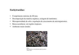 Enchytraeidae:
• Comprimento máximo de 40 mm;
• Decomposição da matéria orgânica, ciclagem de nutrientes;
• Microporosidade do solo e regulação do crescimento de microrganismos;
• Baixa ocorrência em regiões tropicais;
• Ambiente muito úmido;• Ambiente muito úmido;
Fonte:
http://killiadictos.com/stok/product.php?id_product=
24&id_lang=1
 