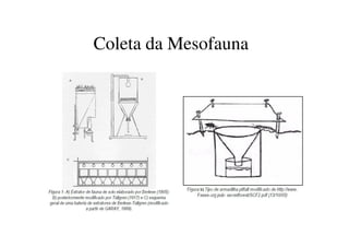 Coleta da Mesofauna
 
