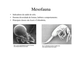 Mesofauna
• Indicadores da saúde do solo;
• Enorme diversidade de formas, habitat e comportamento;
• Principais classes são Acari e Collembola;
Fig. 2. Acari cryptostigmata do gênero Chavinia.
Foto: Honório Roberto dos Santos
Fig. 3. Collembola do gênero Lepidocyrtus.
Foto: Honório Roberto dos Santos
 