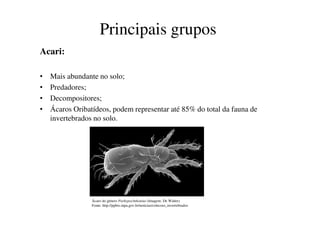 Principais grupos
Acari:
• Mais abundante no solo;
• Predadores;
• Decompositores;
• Ácaros Oribatídeos, podem representar até 85% do total da fauna de• Ácaros Oribatídeos, podem representar até 85% do total da fauna de
invertebrados no solo.
Ácaro do gênero Parhypochthonius (Imagem: De Walter)
Fonte: http://ppbio.inpa.gov.br/noticias/colecoes_invertebrados
 