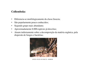 Collembola:
• Diferencia-se morfologicamente da classe Insecta;
• São popularmente pouco conhecidos;
• Segundo grupo mais abundante;
• Aproximadamente 8.000 espécies já descritas;
• Atuam indiretamente sobre a decomposição da matéria orgânica, pela
dispersão de fungos e bactérias;dispersão de fungos e bactérias;
FONTE: STUDY OF INSECTS – BORROR
 