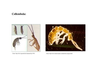 Collembola:
Fonte: http://www.doutorcupim.com/p/outras-pragas.htmlFonte: http://www.aprenda.bio.br/portal/?p=7491
 
